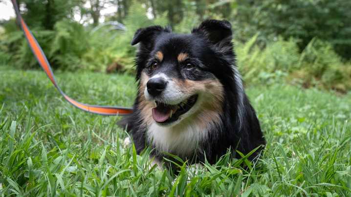 Lost dog in RI? Missing Dogs Massachusetts are the experts who help