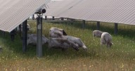 A struggling farmer traded cotton for sheep. Grazing them on solar farms is paying off big.