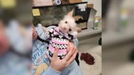 2-Pound Shelter Dog From Oregon Finds New Home And Becomes A Local Celebrity