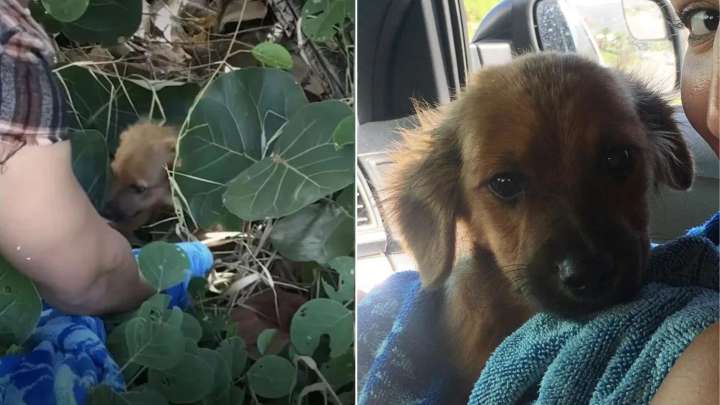 Florida Couple’s Quiet Hike Turns Into A Life-Changing Discovery In The Woods