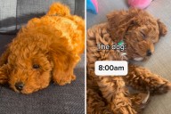 Woman Thinks Getting Puppy Will Help Her Wake Up Early