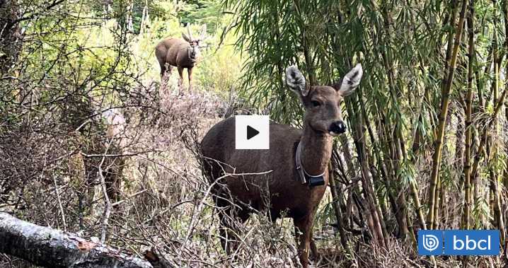 Cerca de 40 huemules llevan adelante la repoblación de su especie en la zona cordillerana de Los Ríos
