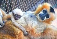 WATCH: Sweet baby ape at Akron Zoo now has name