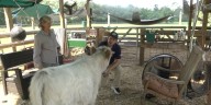 Florida Man gets his hands dirty at the Rooterville Animal Sanctuary