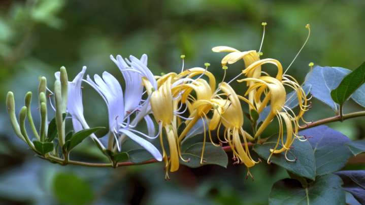 16 Plants To Replace Invasive Honeysuckle With For A Garden That's Easier To Maintain