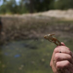 Photos of red-legged frog, which conservationists are working to restore to its California habitat