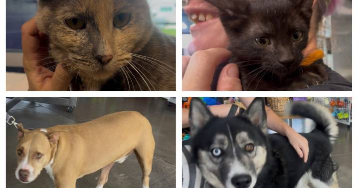 Cats and dogs on Jersey's Journeys from the Humane Society