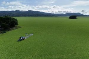 ‘Water lettuce’ chokes tourism, fishing at El Salvador lake