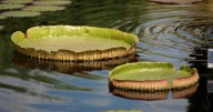 Denver may not have won the waterlily weigh-off, but international enthusiasm for the playful challenge soars
