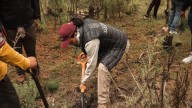 En Santo Tomás Ajusco, Gaby Osorio participó en la reforestación de 2 mil pinos hartwegii