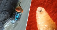First human screwworm case linked to travel confirmed in U.S., HHS says