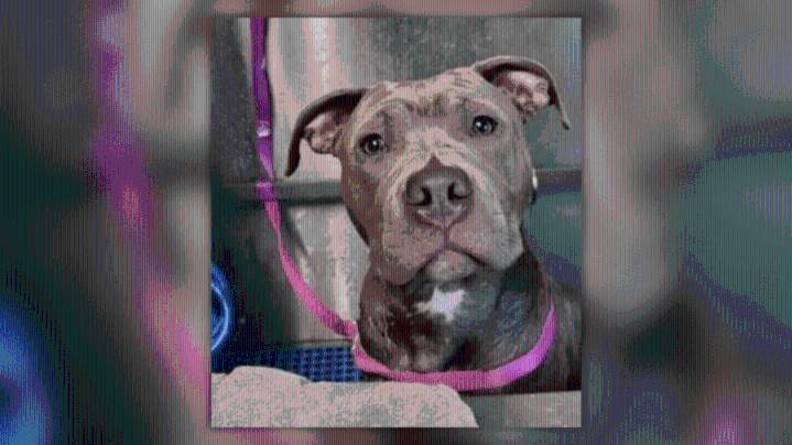 Woman arrested for allegedly abandoning dog in Derby