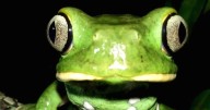 Espectaculares anfibios habitan en los rincones húmedos de la ciudad