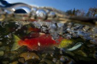 B.C. anglers flock for sockeye, but experts warn of decades