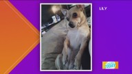 Pet Pics: 16-year-old Lily likes to chill on the couch
