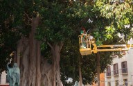 Cartagena | El Ayuntamiento de Cartagena baliza árboles de gran porte ante las altas temperaturas