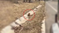 Missouri Pup Was Losing Hope Until A Kind Truck Driver Changed Everything
