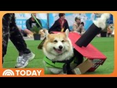 See Corgis Race to the Finish Line at International Event