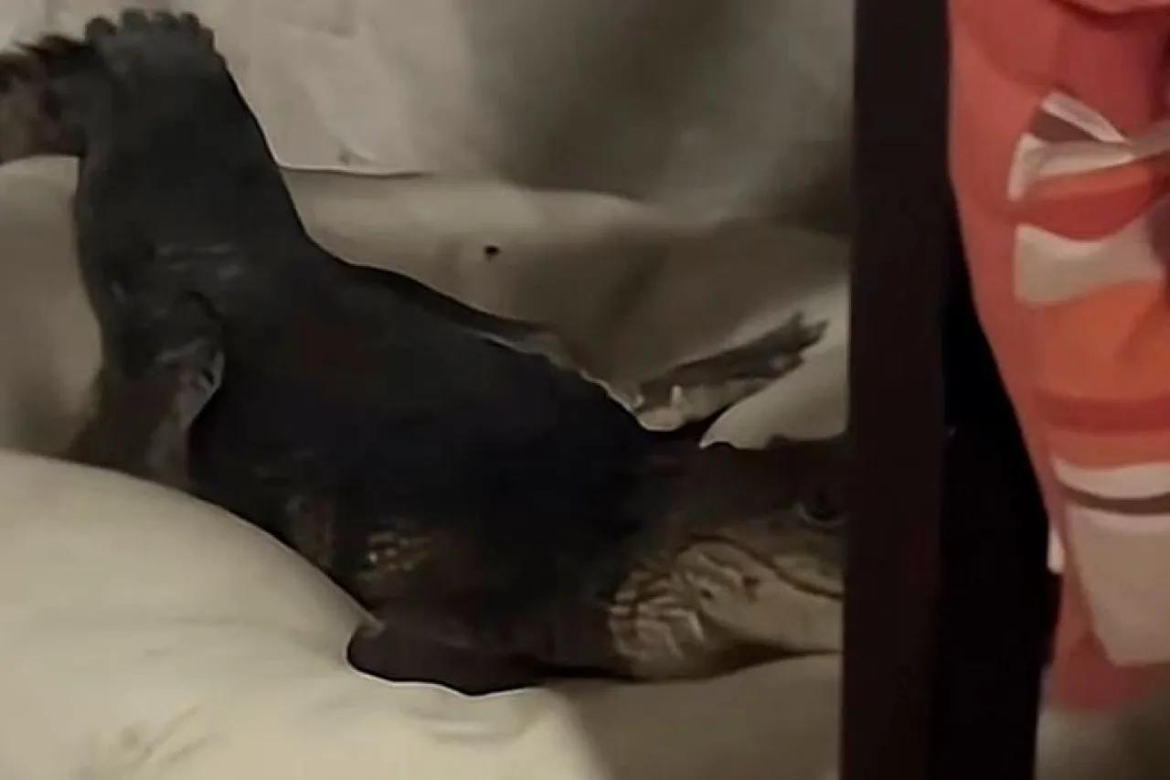 Video: Halla un cocodrilo en la cama de su mascota