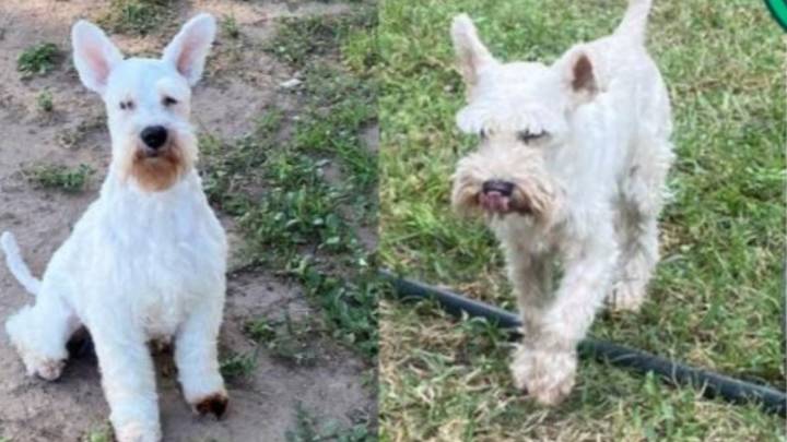 Una familia ofrece recompensa por la aparición de su perro Joe