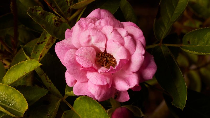 A mysterious rose survived Hurricane Katrina. Nearly 20 years later, it’s still a symbol of hope