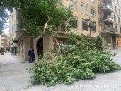 El viento ocasiona peligrosas caídas de ramas