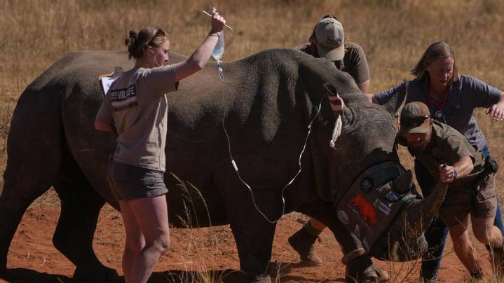 South Africa tries injecting rhinos with radioactive material to curb poaching