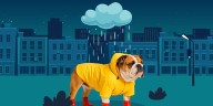 ¿Cómo cuidar a tu lomito durante la temporada de lluvias intensas? Autoridades capitalinas te dan respuesta