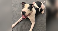 Pets on Set: Tipsy