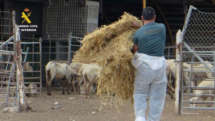 Detienen a un ganadero por maltrato animal tras abandonar y dejar morir a 200 ovejas y cabras en Mula