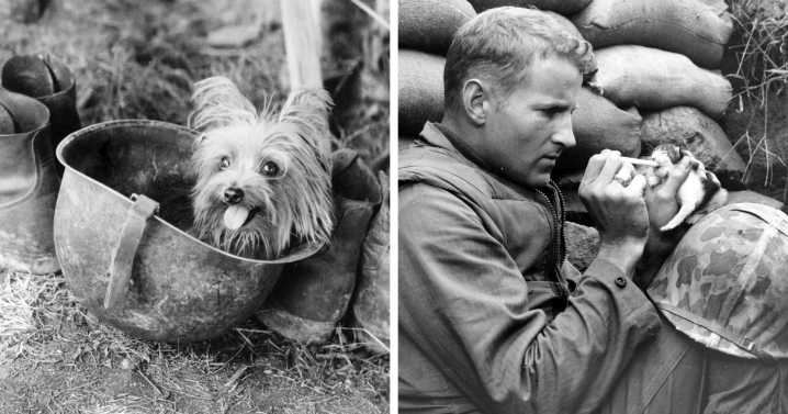 97 Fascinating Historical Photos That Might Change Your Perspective On Pets