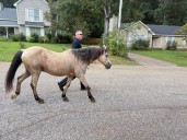 Loose horse in Daphne reunited with owner