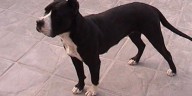 Imputaron a un policía de Tucumán que mató a un perro y amenazó a su dueña: “Acordate que vos tenés dos hijos”