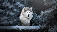 9,000-Year-Old Dog Poop Reveals For Siberian Sled Dogs, Polar Bears Were On The Menu