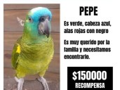 Tras siete días de búsqueda, el lorito "Pepe" volvió a casa