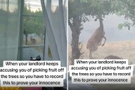 Landlord Warns Tenants Not to Take Fruit—Camera Catches Thieves Red