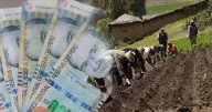 El subsidio de 1,000 soles con vigencia para todo el 2025 que se puede cobrar gracias al MIDAGRI