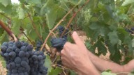 La vendimia se adelanta por la ola de calor: "A mediados de septiembre es cuando empezaba normalmente y prácticamente habrá terminado"