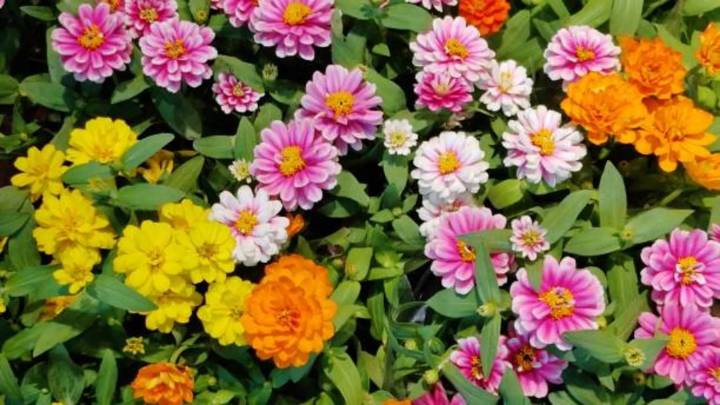 Las plantas perfectas para cultivar en tu jardín esta primavera: color, alegría y fácil cuidado