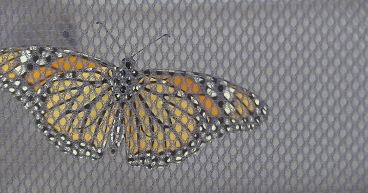 Fields Pond Audubon Society's beloved Butterfly Festival returns