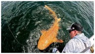 Registran en Costa Rica el primer tiburón nodriza naranja del mundo