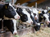 6 bodies are recovered from a Colorado dairy