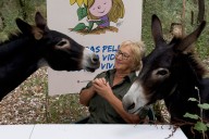El batallón de burros bomberos, un arma eficaz contra el fuego para Doñana