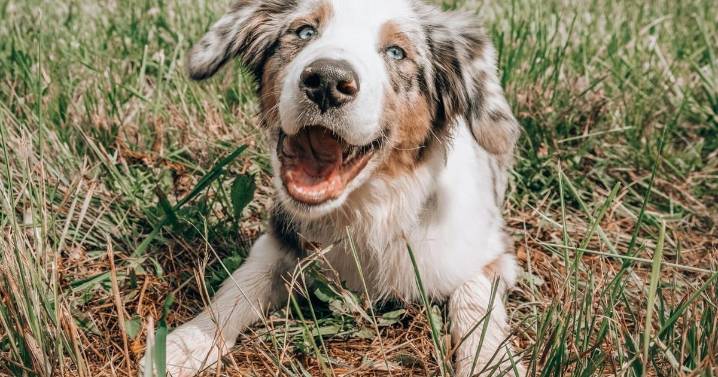 Jackson County Animal & Rabies Control gives guidelines for helping stray animals