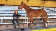 Wyoming Mustang Named ‘Red Solo Cup’ After Toby Keith Song Up For Adoption