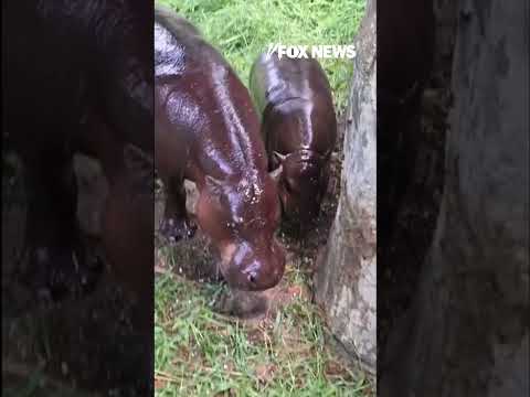 ADORABLE: Hippo friends Iris and Poppy cool off under water hose #shorts #animals #usa #us #cute