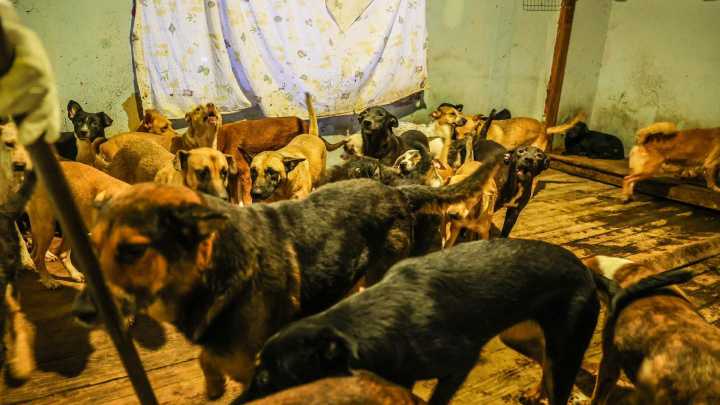 San Diego shelters step up for abused dogs at fake rescue in Mexico