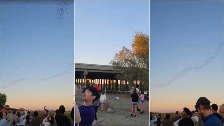 Por qué hay murciélagos que viven bajo un puente en Sacramento