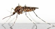 West Nile Virus found in mosquito traps in Lewiston, Newton, Amalga, Richmond, Wellsville, Trenton, Benson, Hyrum and Mendon.