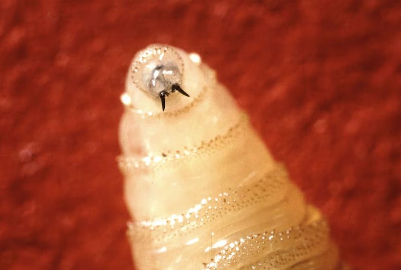 Plaga del gusano barrenador ya acecha a los humanos: cuáles son sus síntomas y tratamiento
